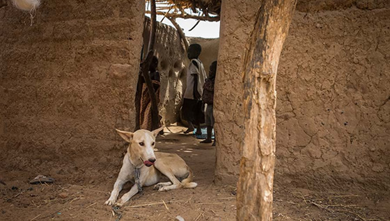 A tethered dog in Chad.